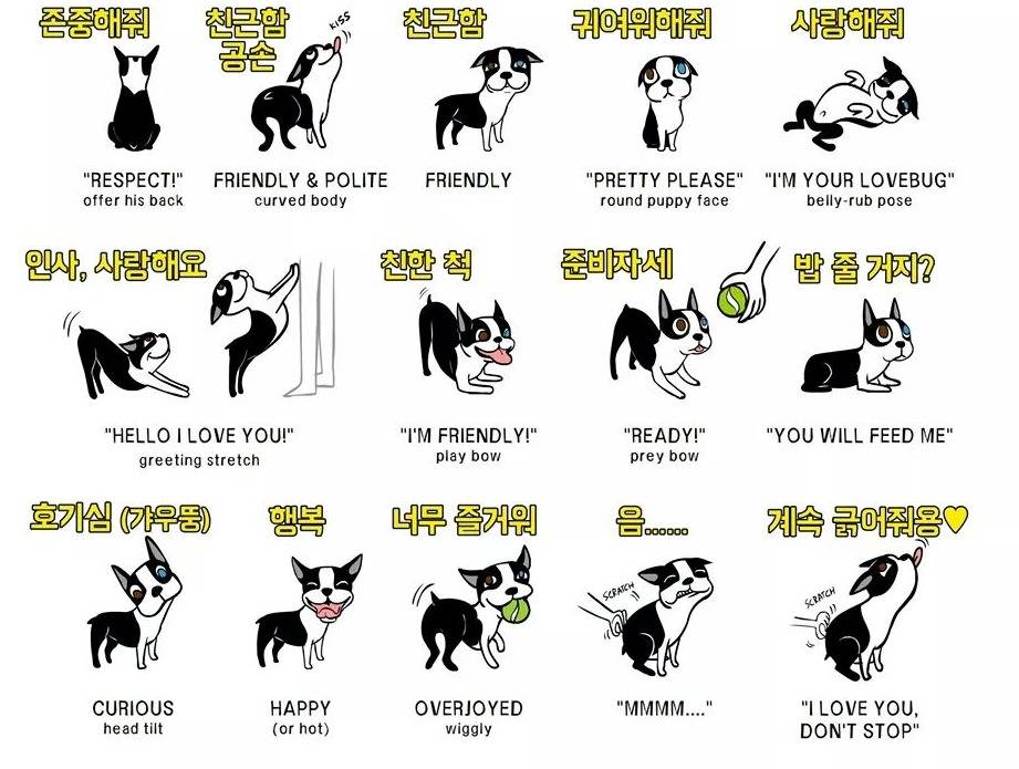 강아지 행동의 의미 | 인스티즈