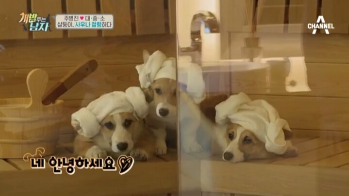 [개밥주는남자] 웰시코기 삼둥이 대중소의 일상.jpg | 인스티즈