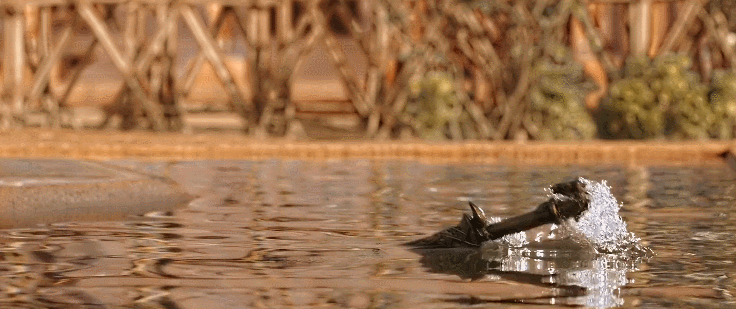 발리우드 속 왕자.gif | 인스티즈