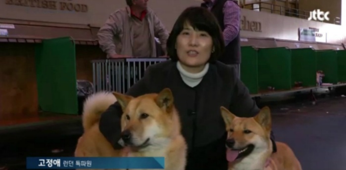 견종 이야기 - 진돗개 | 인스티즈