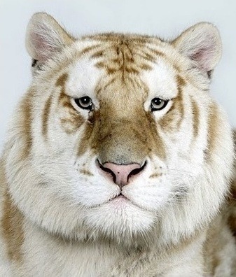 호랑이 증명 사진 | 인스티즈