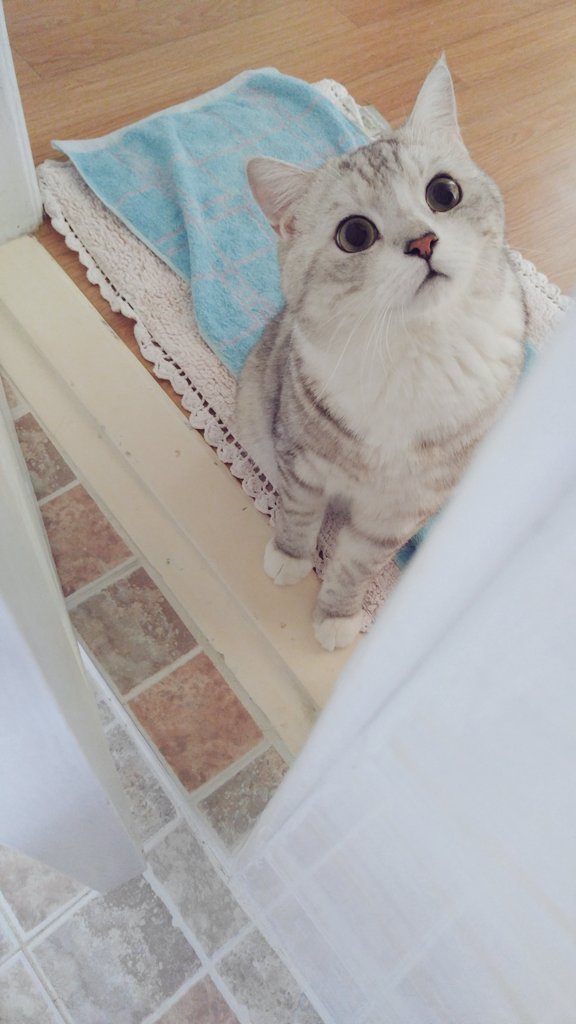 집사 걱정하는 고양이 | 인스티즈