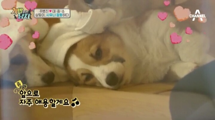 [개밥주는남자] 웰시코기 삼둥이 대중소의 일상.jpg | 인스티즈