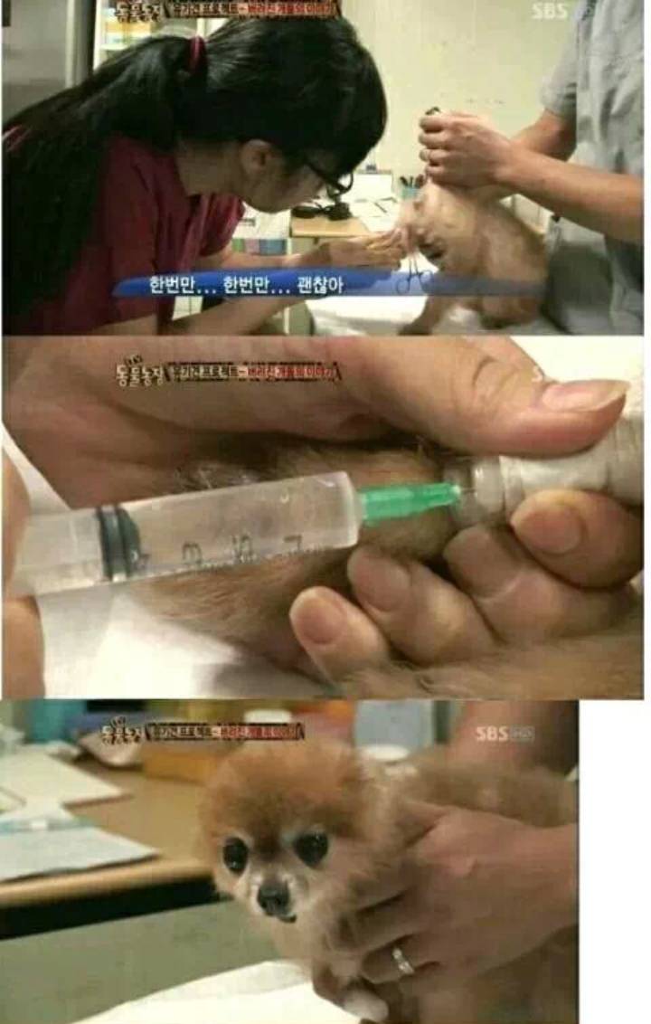 유기견을 안락사시키는 수의사들의 심정.... | 인스티즈