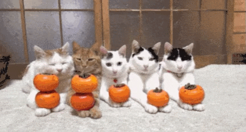 고양이모음4 | 인스티즈