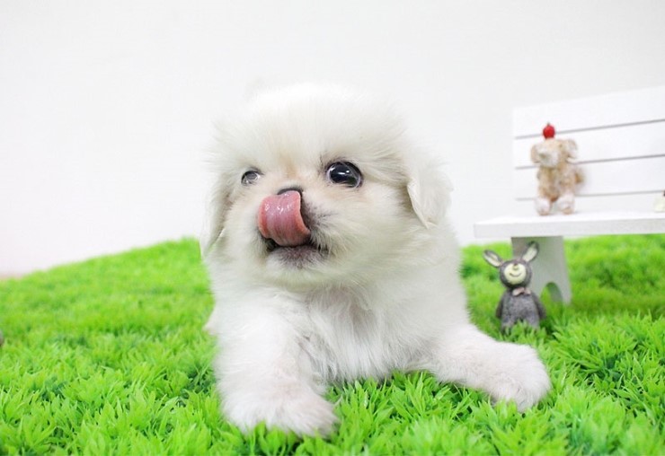 견종 이야기 - 페키니즈 | 인스티즈