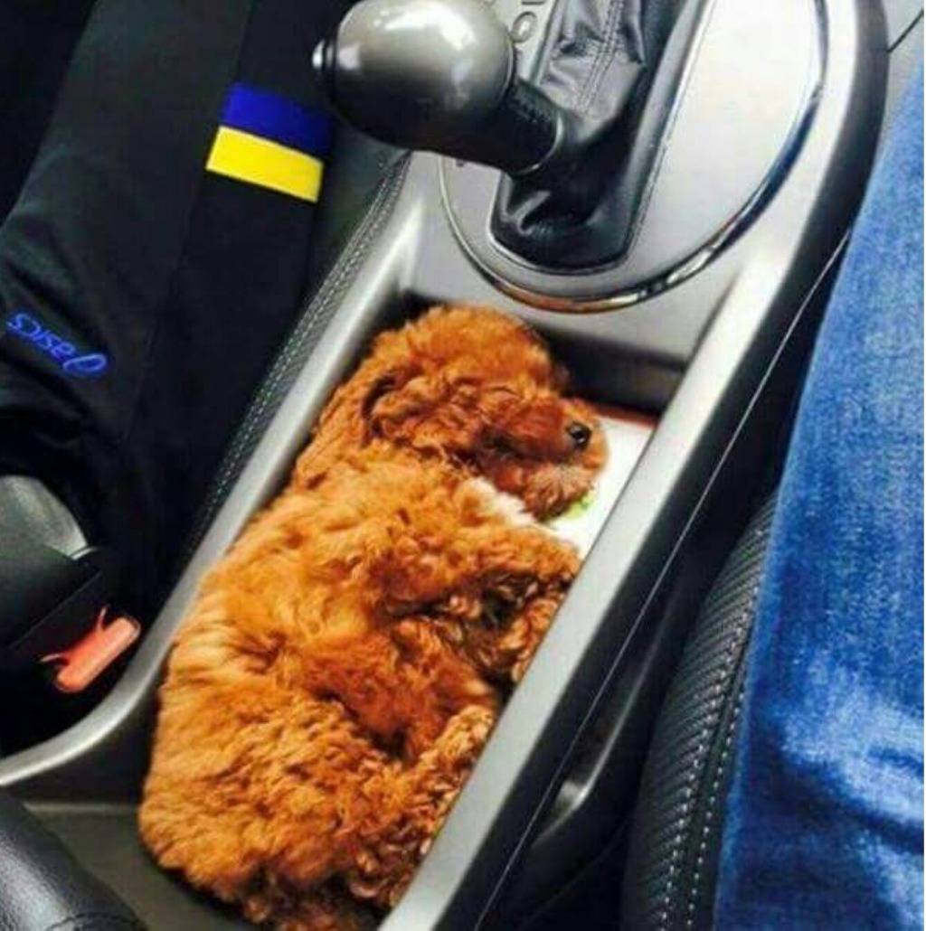 차에서 치킨 한마리 인증 | 인스티즈