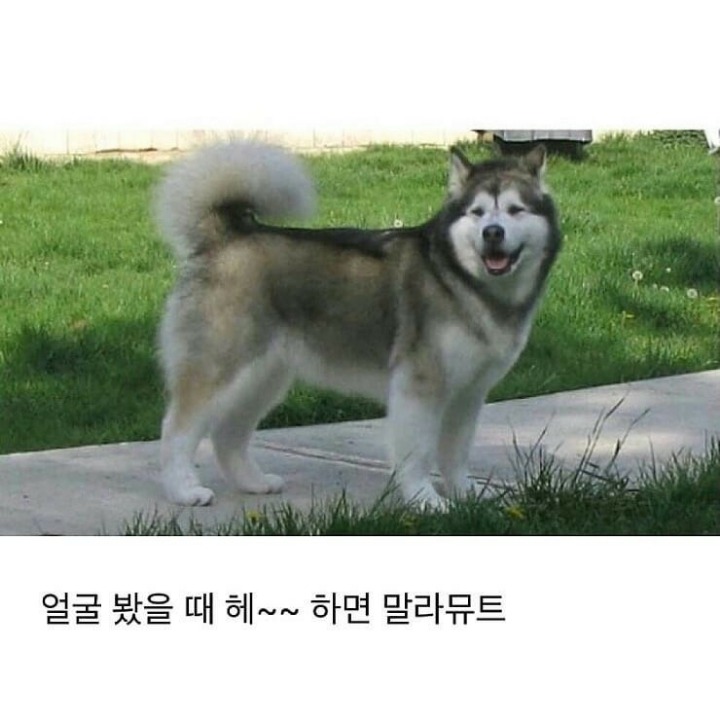 말라뮤트와 허스키 구분법 | 인스티즈