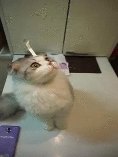 그냥 고양이 gif | 인스티즈