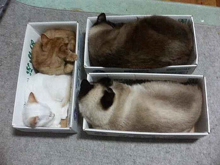 [냥] 고양이를 수납하는 10가지 방법.JPG | 인스티즈