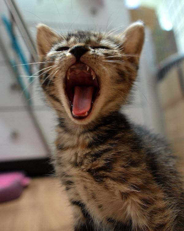 하품하는 고양이.jpg | 인스티즈