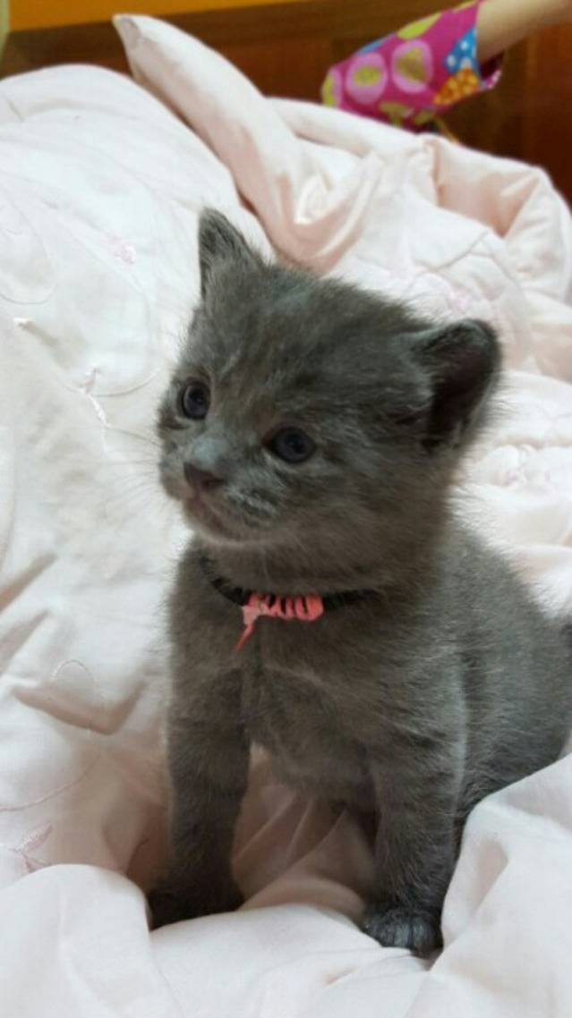 아기 고양이들 아깽이들 (심쿵주의) | 인스티즈