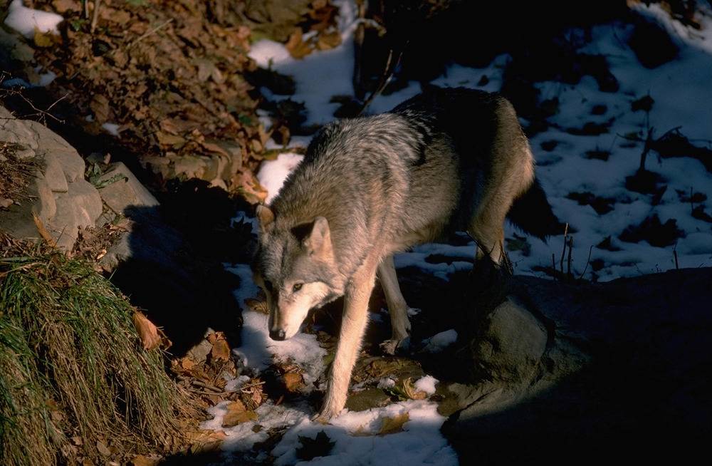 죽을때까지 한 여자만 바라본다는 늑대.jpg | 인스티즈