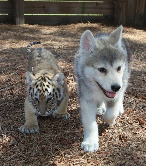 죽을때까지 한 여자만 바라본다는 늑대.jpg | 인스티즈