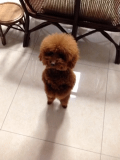 재미있는 동물 움짤 모음 ㅋㅋㅋ | 인스티즈