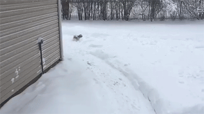 눈 와서 신난 강아지 | 인스티즈