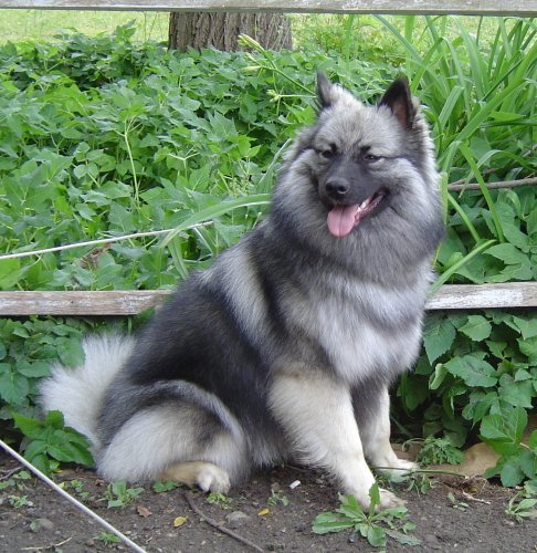 각 나라를 대표하는 국견(개)들 [삐쥐유/귀여움주의] | 인스티즈