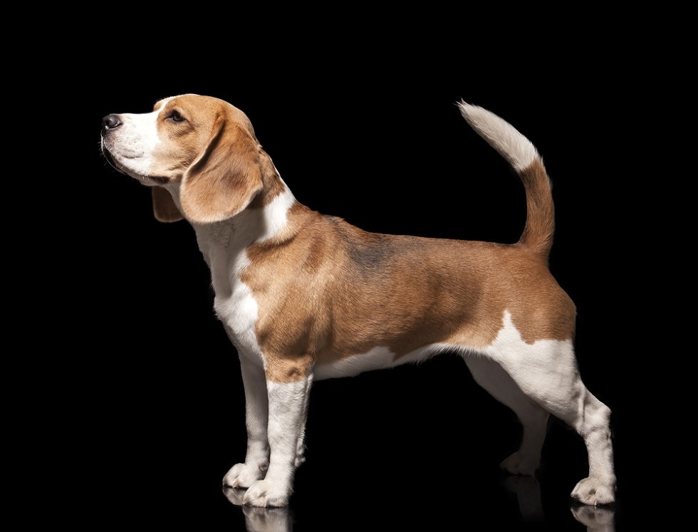 아는 사람은 다 안다는 강아지 만질때 제일 기분좋은 부위(?) | 인스티즈