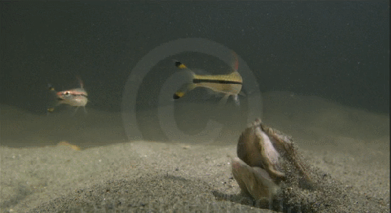 인디안 자이언트 자라의 먹이사냥 | 인스티즈