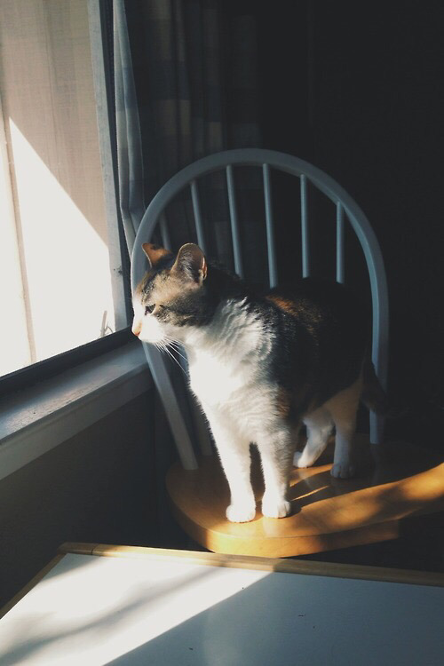 스마트폰 배경화면 | 인스티즈