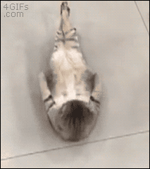 그냥 고양이 gif | 인스티즈