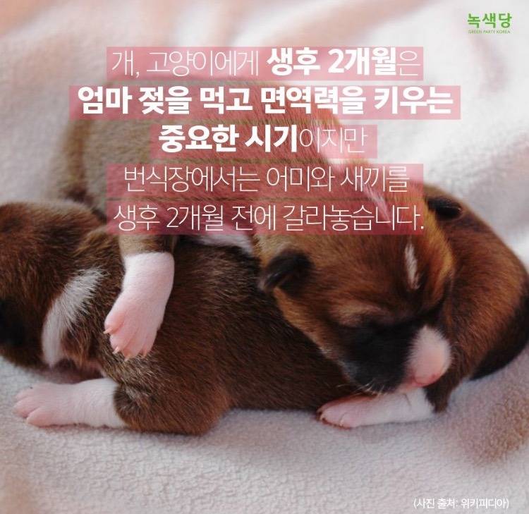 반려동물 입양원하는 쭉녀들!!!!! 강아지키우고잇는 사람도 봐줘 | 인스티즈