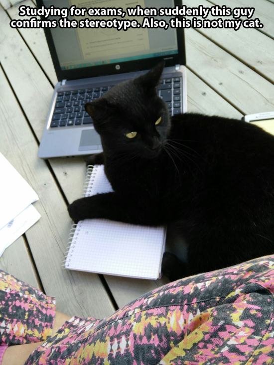 내 고양이 아님 | 인스티즈