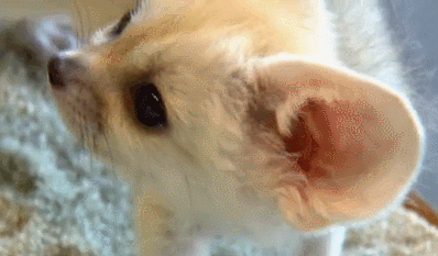 귀여운 사막여우 | 인스티즈