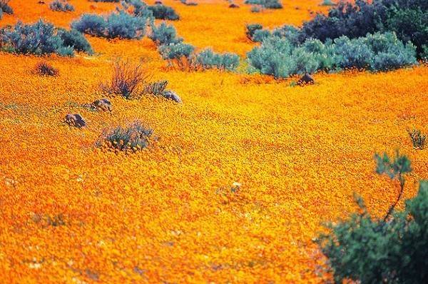세계에서 제일 아름다운 꽃밭들 | 인스티즈