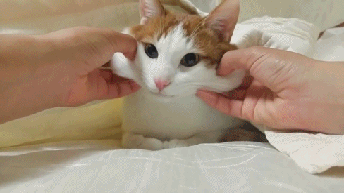냥이 볼살.gif | 인스티즈