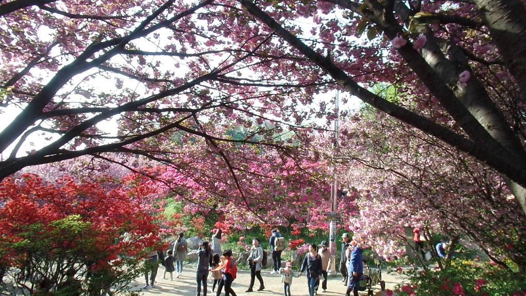 예쁜 꽃들이 환상적인 "전주 완산공원 꽃동산 ,꽃나무 터널풍경"50장 사진감상 (안구정화) | 인스티즈