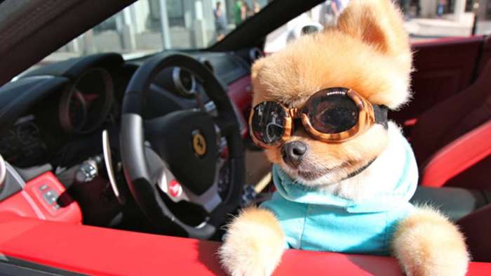 견종 이야기 - 포메라니안 | 인스티즈