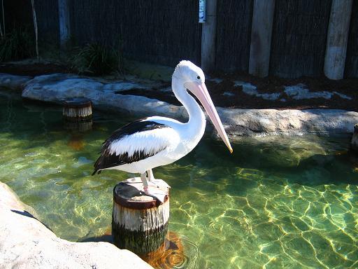 비둘기 잡아먹는 펠리컨.gif | 인스티즈