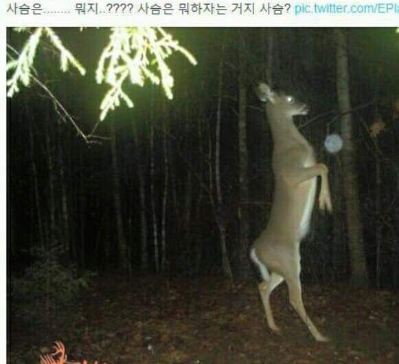 사슴들이 밤에 하는일 | 인스티즈