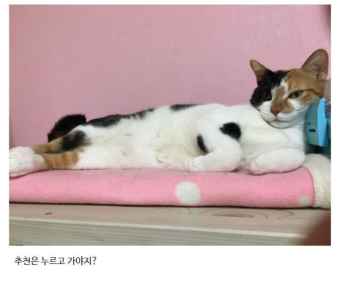 냥아치 인성.jpg | 인스티즈