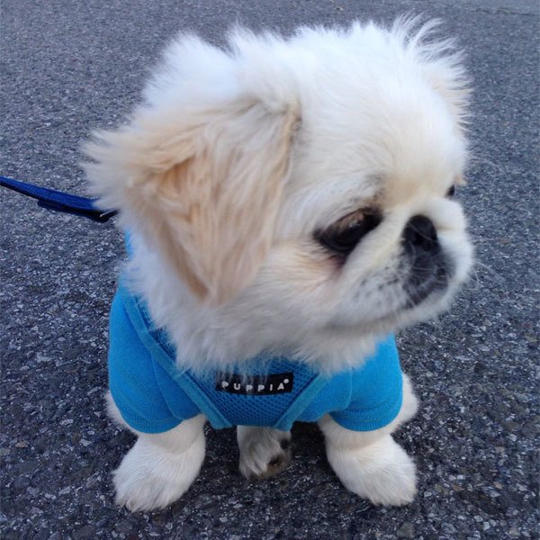 견종 이야기 - 페키니즈 | 인스티즈