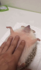 마사지 받는 고슴도치.gif | 인스티즈