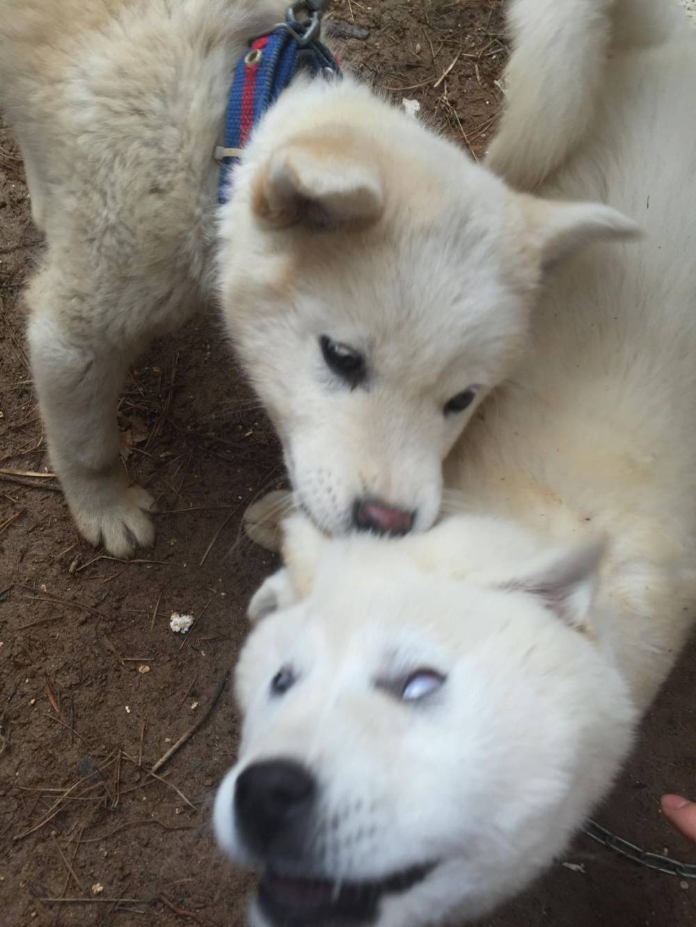 산 채로 물어뜯기는 강아지.jpg | 인스티즈