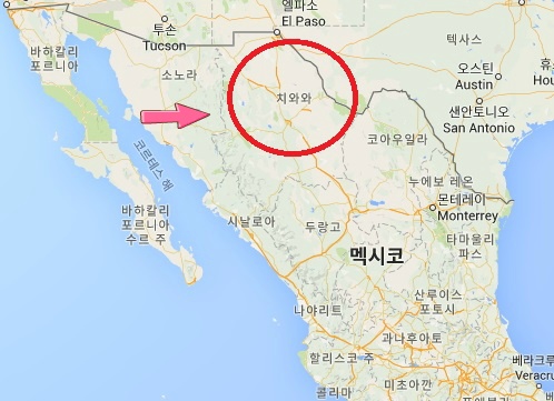 견종 이야기 - 치와와 | 인스티즈