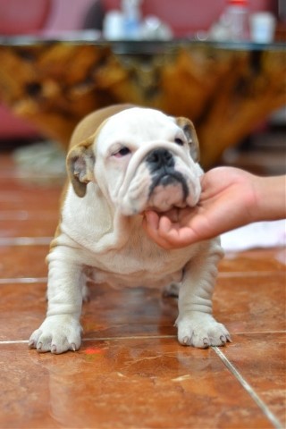 각 나라를 대표하는 국견(개)들 [삐쥐유/귀여움주의] | 인스티즈