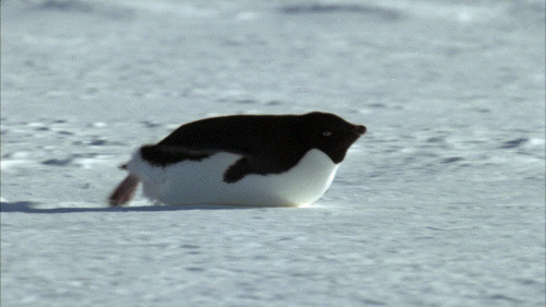 펭귄은 어쩜 이름도 펭귄이지 (귀여움 주의) | 인스티즈