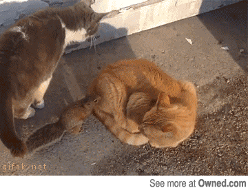 냥아치들.gif | 인스티즈