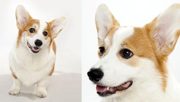 견종 이야기 - 웰시 코기 | 인스티즈