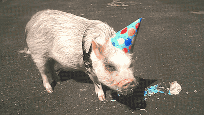 [돼지] 돼지인듯 돼지아닌 돼지같은 돼지 | 인스티즈