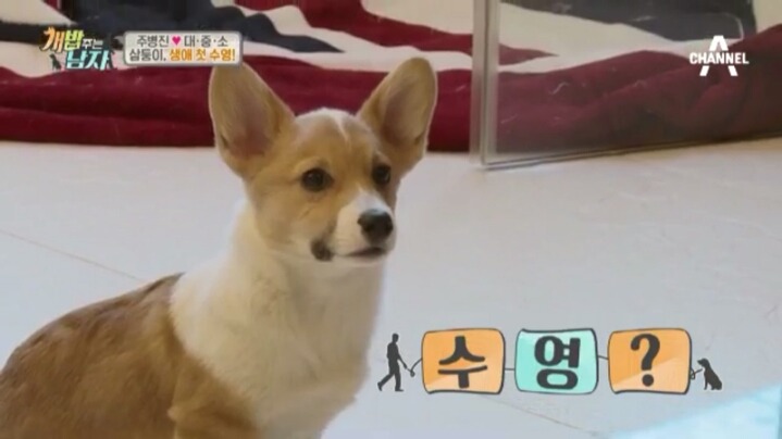 [개밥주는남자] 웰시코기 삼둥이 대중소의 일상.jpg | 인스티즈