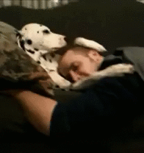 인간과 개 깊은포옹 | 인스티즈