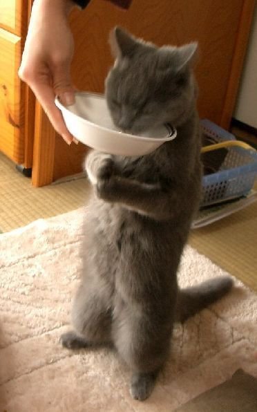 밥먹는 고양이.jpg | 인스티즈