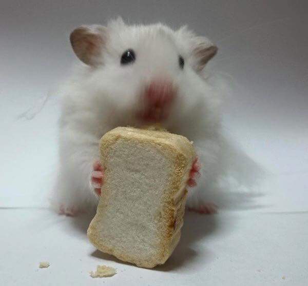 햄스터 식빵 | 인스티즈