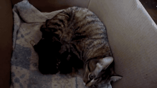 갓 태어난 강아지를 본 고양이.gif | 인스티즈