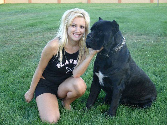 견종 이야기 - 케인 코르소 | 인스티즈